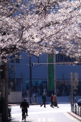 Sakura in Tokyo