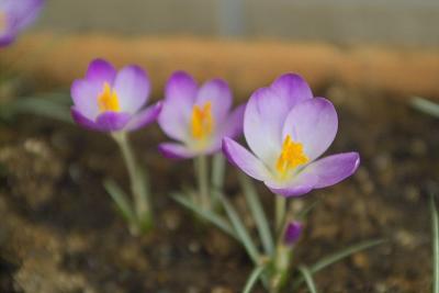 Crocus