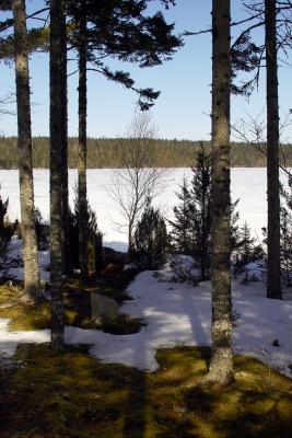 Forest Floor Through the Snow