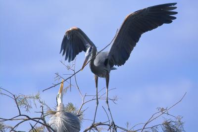 Nest Building