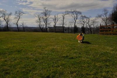 Lassie Loves Spring