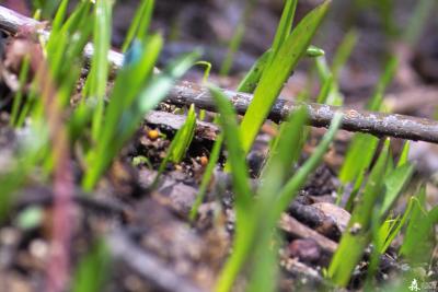 Spring Sprouts