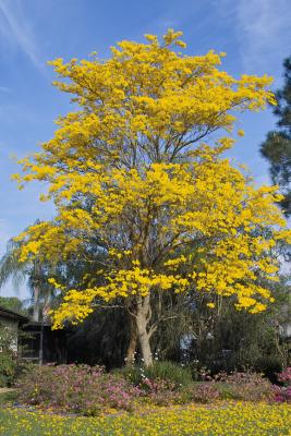 Flowering Yellow Tabebuia