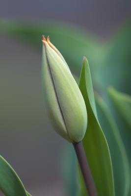 Tulip Debut