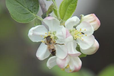 Apple Blossom