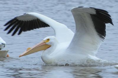 Pelican Splashdown