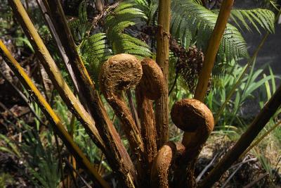 Fiddleheads