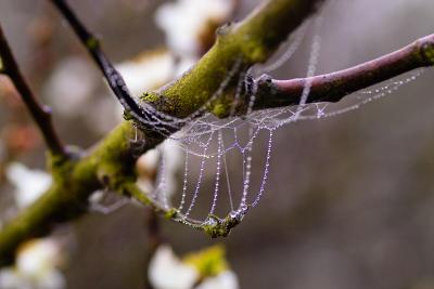 Web and Apricots