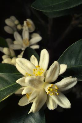 Lemon Blossom