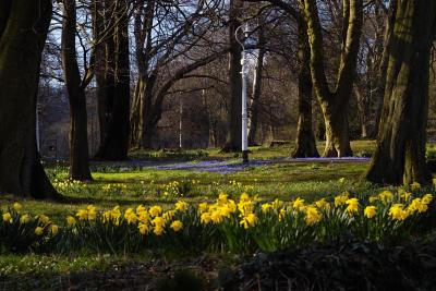 Woodland Flowers