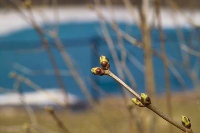 Lilac Buds