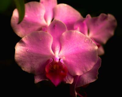 Orchid