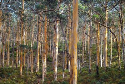 Boranup Karri Forest - Autumn in SW-Australia
