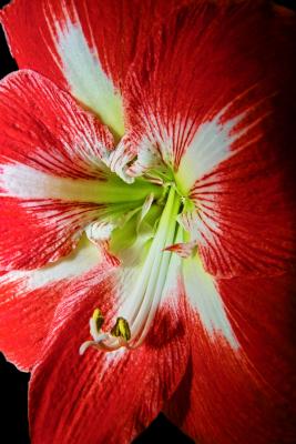 Flower at 12mm