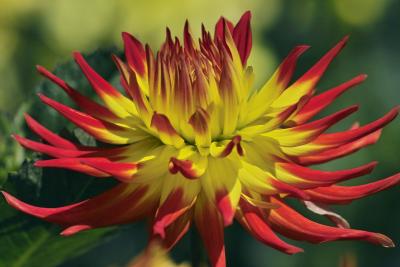 Dahlia in Early Fall