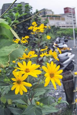 Yellow under a cloudy sky