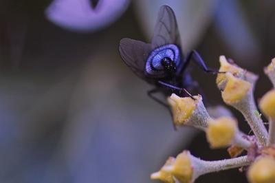 The Blue Fly