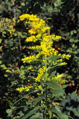 Goldenrod