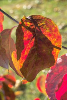 Burning Bush turning Red