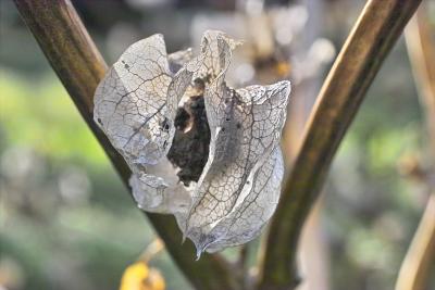 Wilted Blossom