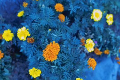 Kamakura Marigold