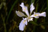 Wild Iris