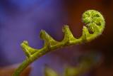 Fiddlehead Fern