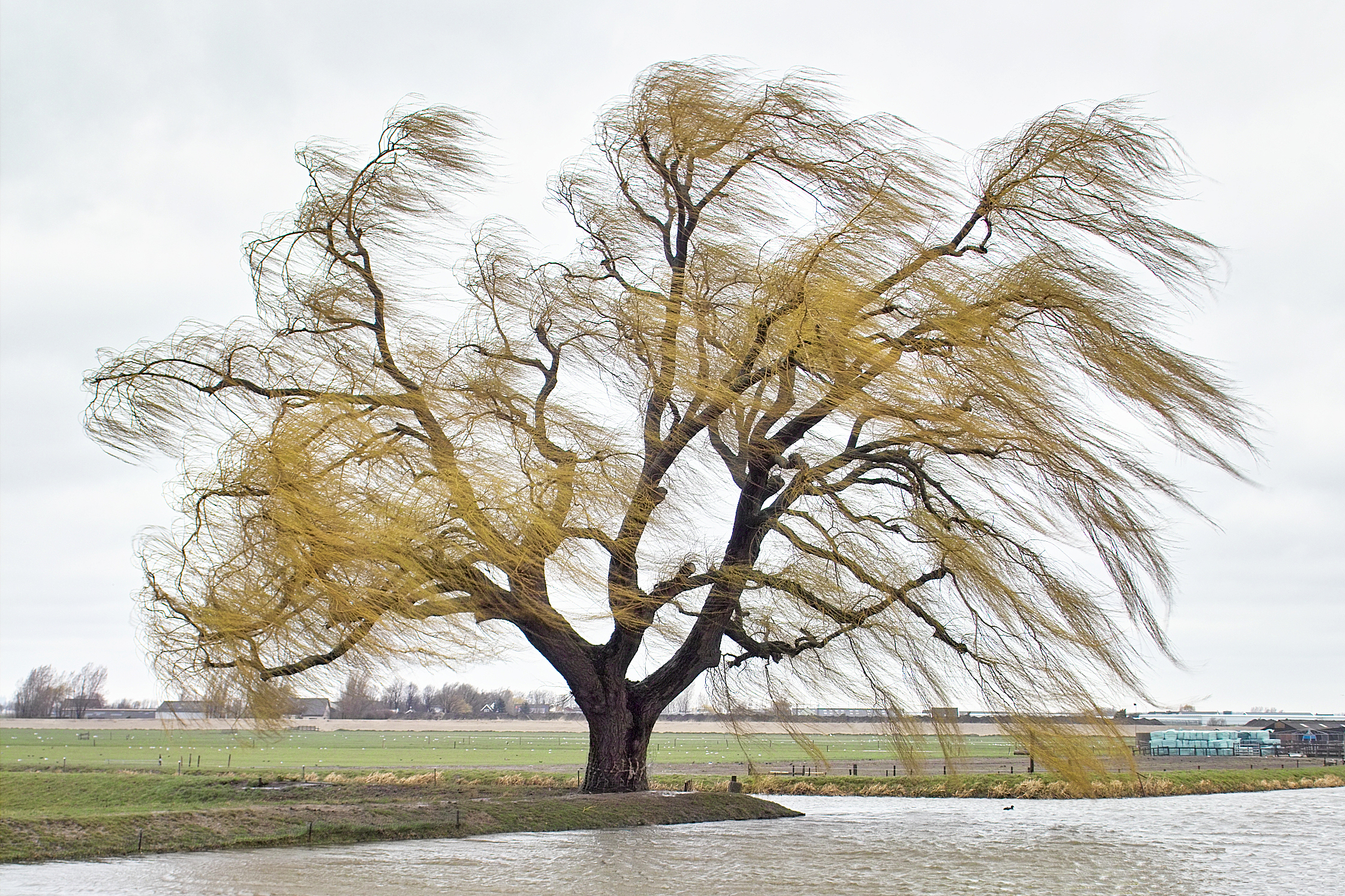 The Torrents of Spring