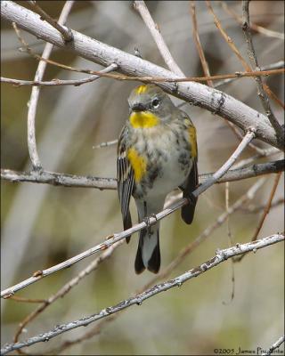 Yellow-rumped Warbler