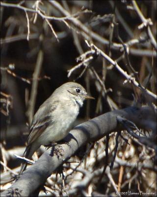 Gray Flycatcher