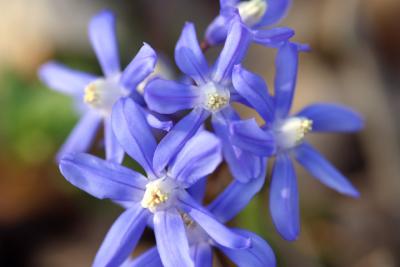 Blue Flowers1.jpg