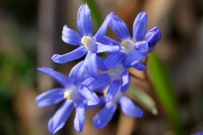 Blue Flowers2.jpg