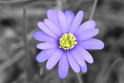 Purple Flower Isolated.jpg
