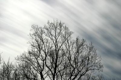 Trees and Clouds2.jpg