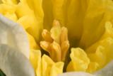 Daffodil2.jpg