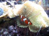 Clownfish.jpg