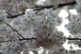 Cherry Blossoms4.jpg