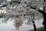 Cherry Blossoms6.jpg