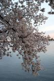 Cherry Blossoms9.jpg