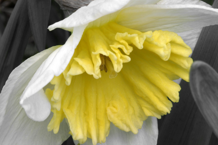 Daffodil Yellow+BW.jpg