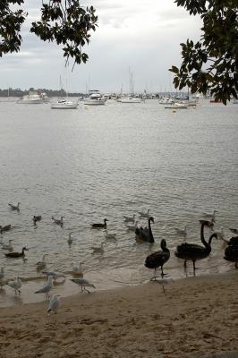 Seagulls and Black Swans