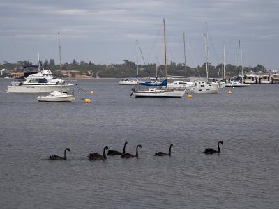 Six Black Swans
