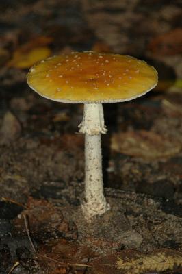 Toad Stool