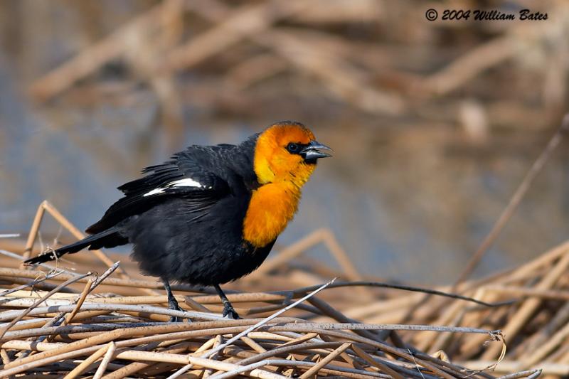 Blackbird SingingB.jpg