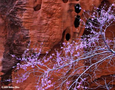 Desert Canyon Bloom.jpg