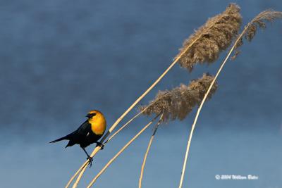 Yellow-headed Blackbird2.jpg