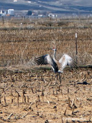 u42/slowpokebill/medium/27407303.SandHillCrane.jpg