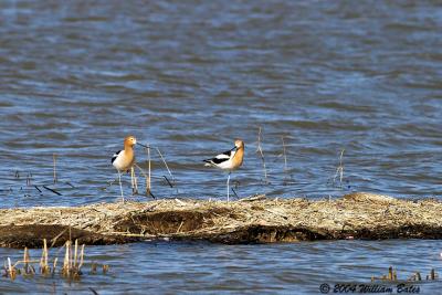 u42/slowpokebill/medium/27636434.AmericanAvocet.jpg