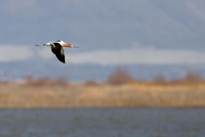 u42/slowpokebill/medium/27636587.AmericanAvocetinFlight.jpg