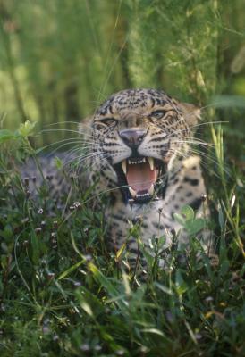 Leopard   (captive)